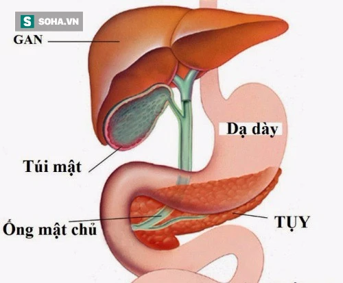 Gan và mật: Hai người bạn trong lục phủ ngũ tạng - 4 điều cần lưu ý để chăm sóc đúng cách. đảm bảo sức khỏe