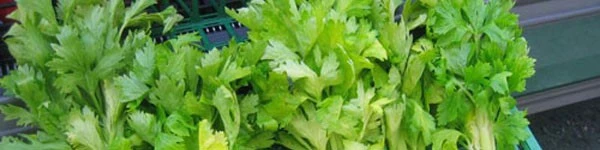 10 chế độ ăn uống lý tưởng để duy trì sức khỏe tối ưu bệnh tim mạch