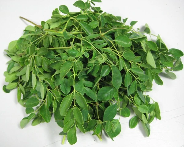 Cây chùm ngây: Lợi ích sức khỏe vượt trội và sự yêu thích ngày càng tăng từ cộng đồng.